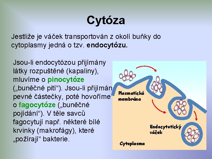 Cytóza Jestliže je váček transportován z okolí buňky do cytoplasmy jedná o tzv. endocytózu.