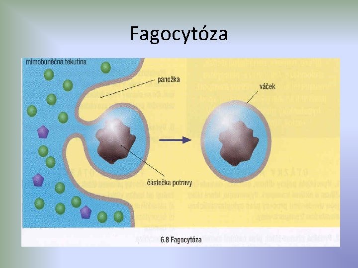 Fagocytóza 