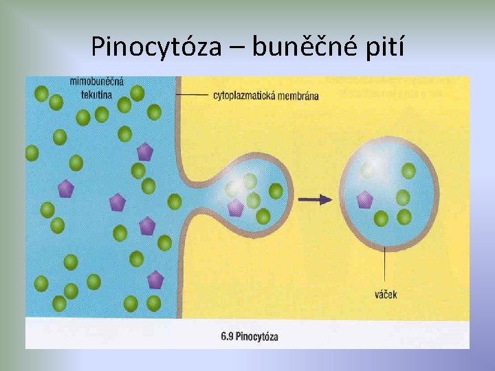 Pinocytóza – buněčné pití 