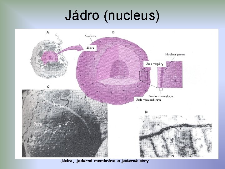 Jádro (nucleus) Jádro Jaderné póry Jaderná membrána Jádro, jaderná membrána a jaderné póry 