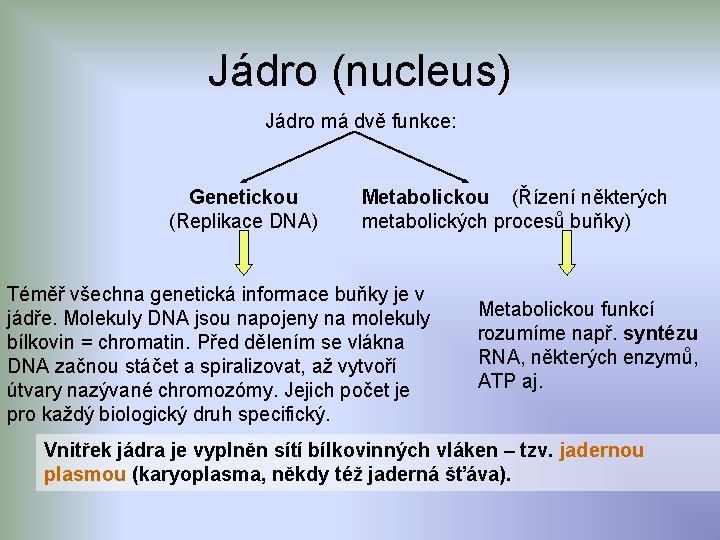 Jádro (nucleus) Jádro má dvě funkce: Genetickou (Replikace DNA) Metabolickou (Řízení některých metabolických procesů