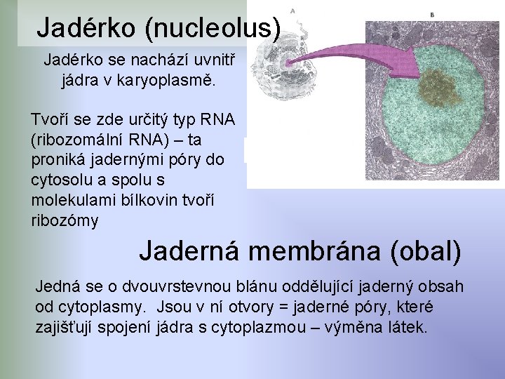 Jadérko (nucleolus) Jadérko se nachází uvnitř jádra v karyoplasmě. Tvoří se zde určitý typ