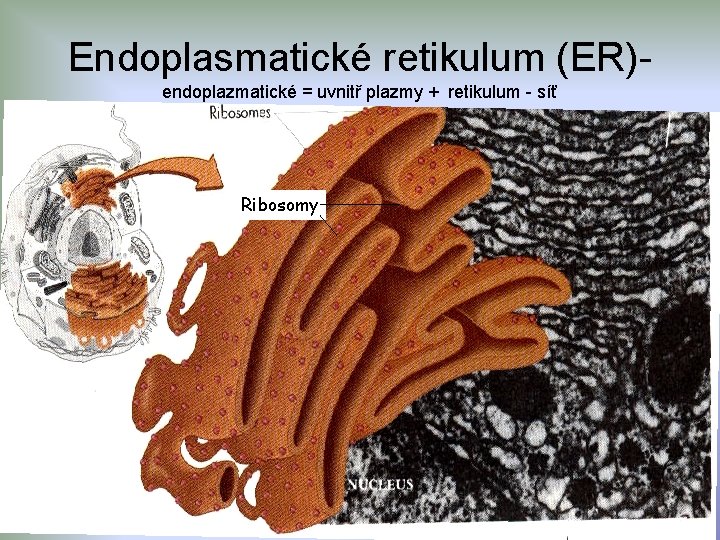 Endoplasmatické retikulum (ER)- endoplazmatické = uvnitř plazmy + retikulum - síť Ribosomy 