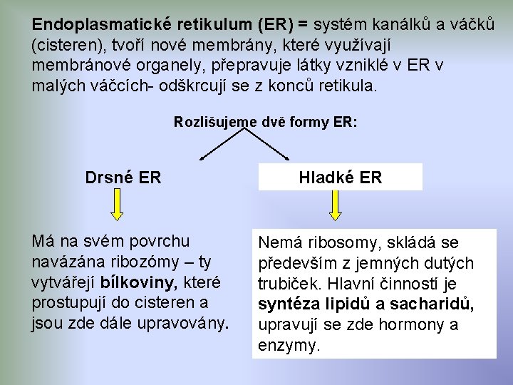 Endoplasmatické retikulum (ER) = systém kanálků a váčků (cisteren), tvoří nové membrány, které využívají