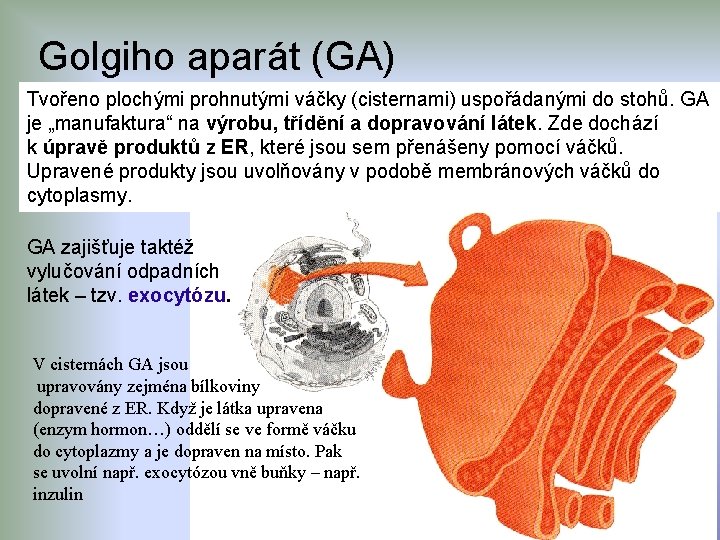 Golgiho aparát (GA) Tvořeno plochými prohnutými váčky (cisternami) uspořádanými do stohů. GA je „manufaktura“