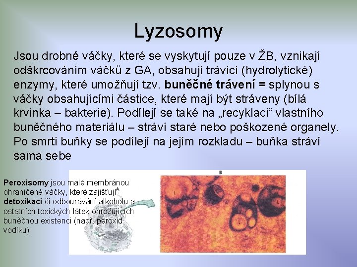 Lyzosomy Jsou drobné váčky, které se vyskytují pouze v ŽB, vznikají odškrcováním váčků z