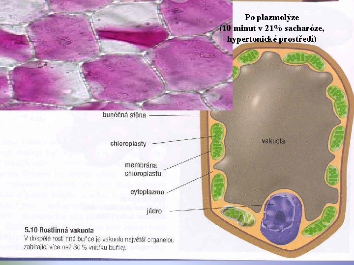 Po plazmolýze (10 minut v 21% sacharóze, hypertonické prostředí) 