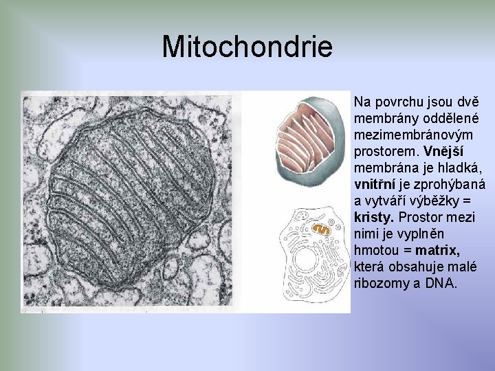 Mitochondrie Na povrchu jsou dvě membrány oddělené mezimembránovým prostorem. Vnější membrána je hladká, vnitřní