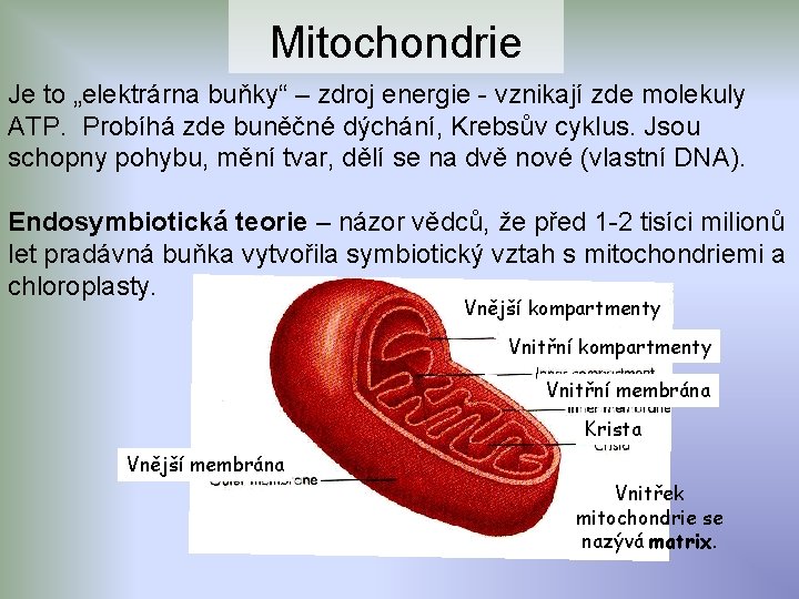 Mitochondrie Je to „elektrárna buňky“ – zdroj energie - vznikají zde molekuly ATP. Probíhá