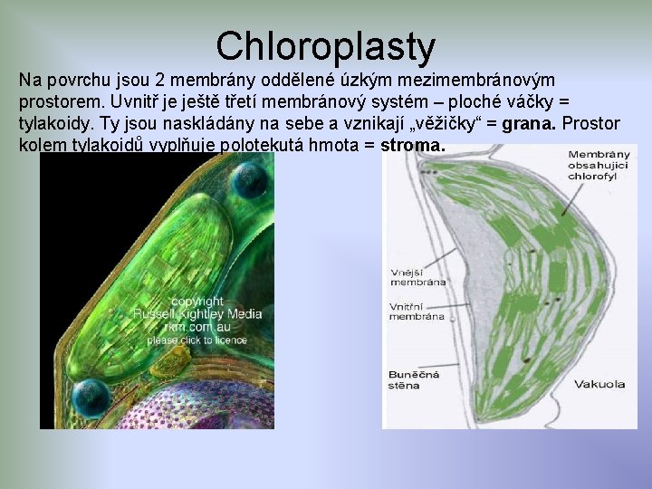 Chloroplasty Na povrchu jsou 2 membrány oddělené úzkým mezimembránovým prostorem. Uvnitř je ještě třetí