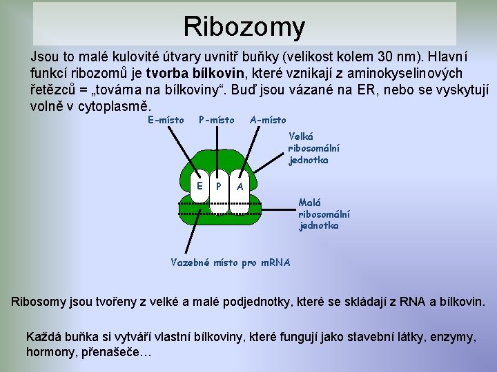 Ribozomy Jsou to malé kulovité útvary uvnitř buňky (velikost kolem 30 nm). Hlavní funkcí