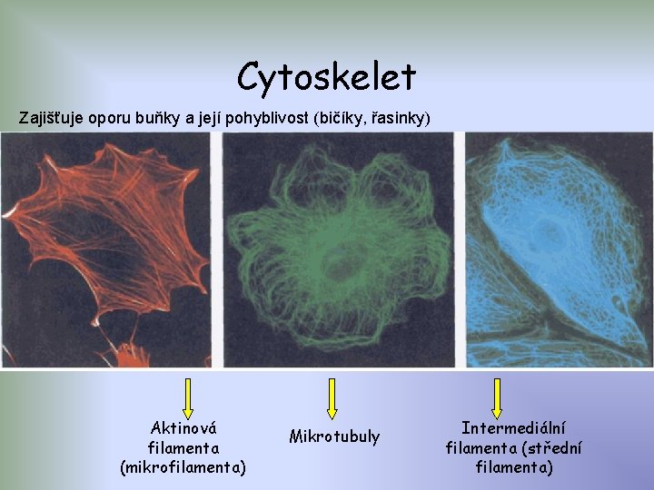 Cytoskelet Zajišťuje oporu buňky a její pohyblivost (bičíky, řasinky) Aktinová filamenta (mikrofilamenta) Mikrotubuly Intermediální