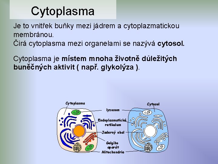 Cytoplasma Je to vnitřek buňky mezi jádrem a cytoplazmatickou membránou. Čirá cytoplasma mezi organelami