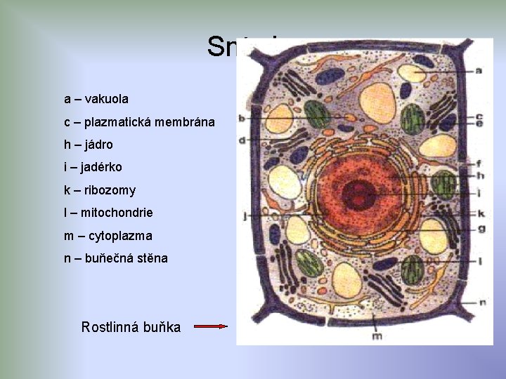 Snímky a – vakuola c – plazmatická membrána h – jádro i – jadérko