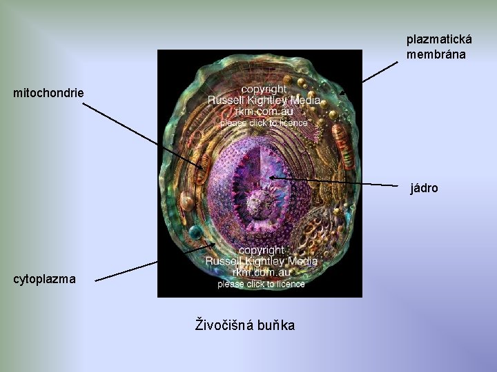 plazmatická membrána mitochondrie jádro cytoplazma Živočišná buňka 