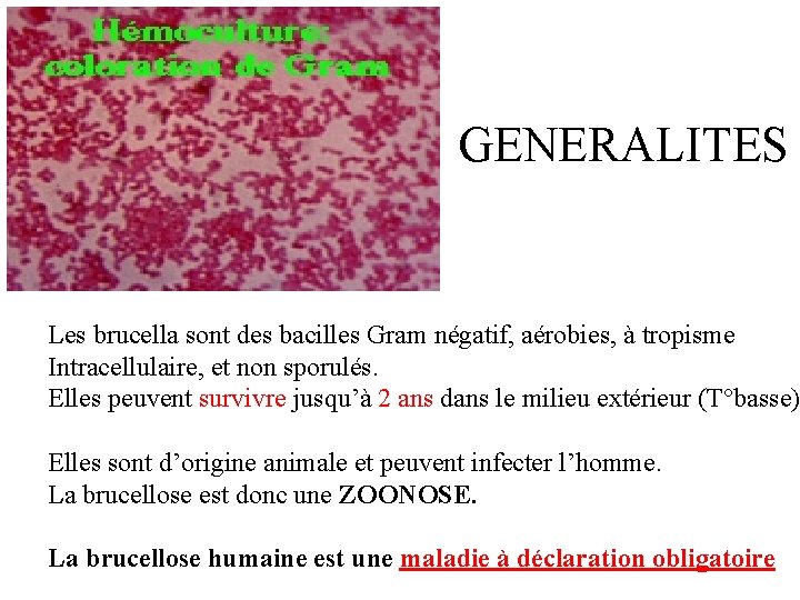 GENERALITES Les brucella sont des bacilles Gram négatif, aérobies, à tropisme Intracellulaire, et non