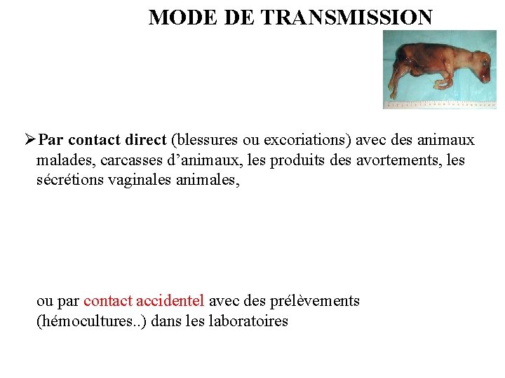MODE DE TRANSMISSION ØPar contact direct (blessures ou excoriations) avec des animaux malades, carcasses