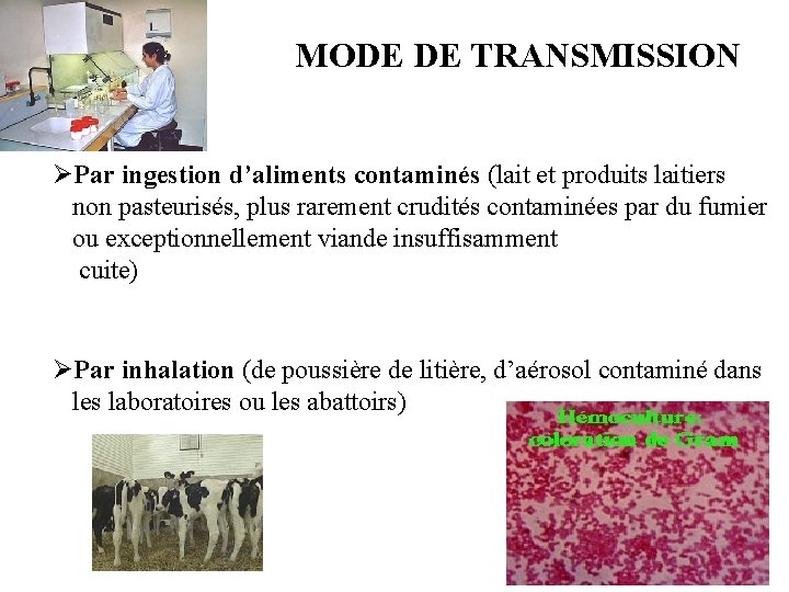 MODE DE TRANSMISSION ØPar ingestion d’aliments contaminés (lait et produits laitiers non pasteurisés, plus