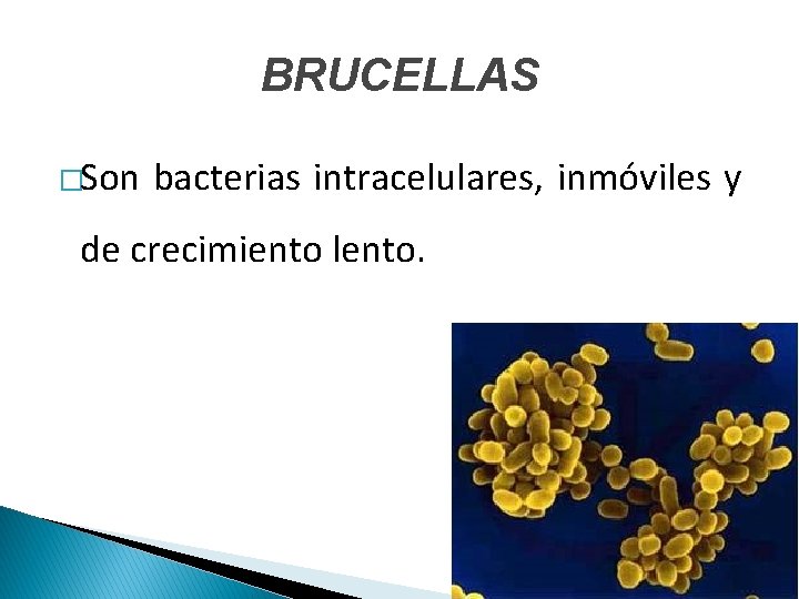 BRUCELLAS �Son bacterias intracelulares, inmóviles y de crecimiento lento. 