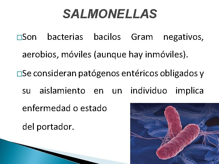 SALMONELLAS �Son bacterias bacilos Gram negativos, aerobios, móviles (aunque hay inmóviles). �Se consideran patógenos