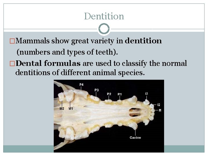 Dentition �Mammals show great variety in dentition (numbers and types of teeth). �Dental formulas