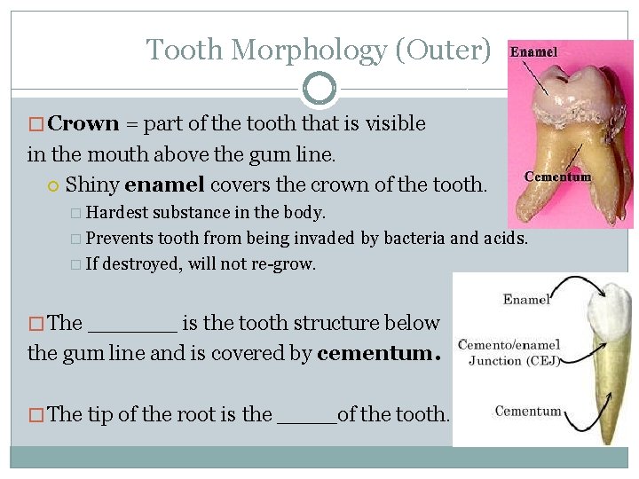 Tooth Morphology (Outer) � Crown = part of the tooth that is visible in