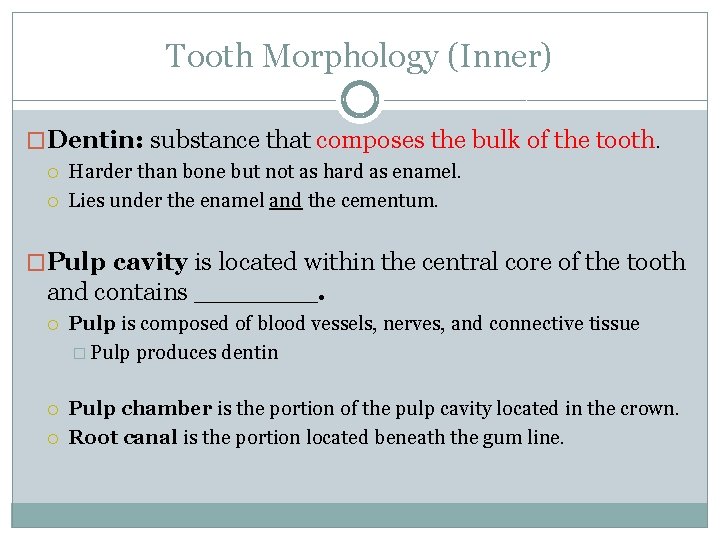 Tooth Morphology (Inner) �Dentin: substance that composes the bulk of the tooth. Harder than