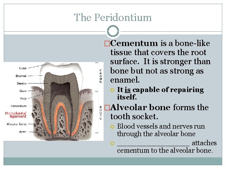 The Peridontium �Cementum is a bone-like tissue that covers the root surface. It is