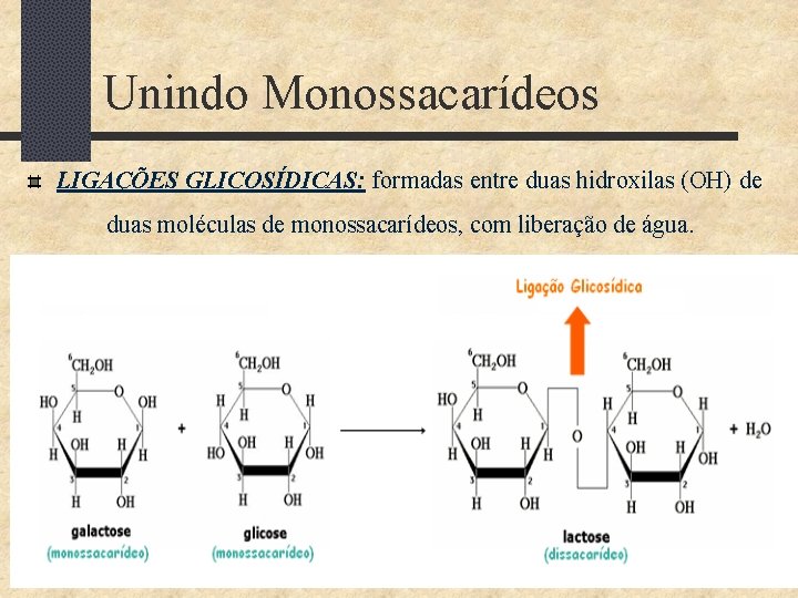 Unindo Monossacarídeos LIGAÇÕES GLICOSÍDICAS: formadas entre duas hidroxilas (OH) de duas moléculas de monossacarídeos,