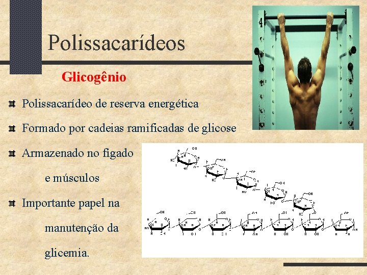 Polissacarídeos Glicogênio Polissacarídeo de reserva energética Formado por cadeias ramificadas de glicose Armazenado no