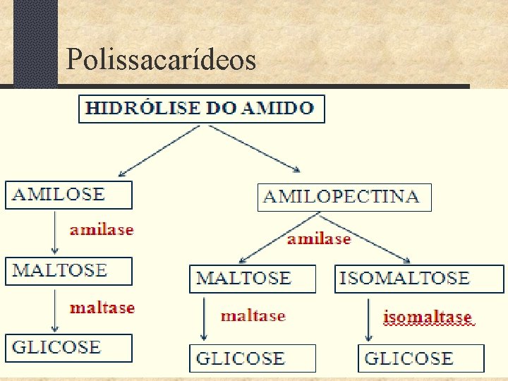 Polissacarídeos 