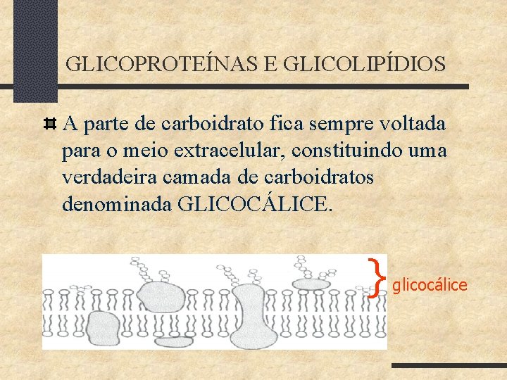 GLICOPROTEÍNAS E GLICOLIPÍDIOS A parte de carboidrato fica sempre voltada para o meio extracelular,