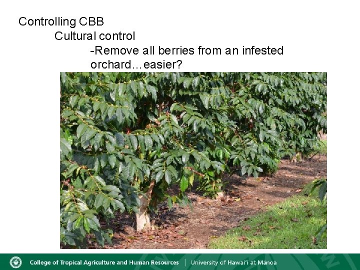 Controlling CBB Cultural control -Remove all berries from an infested orchard…easier? 