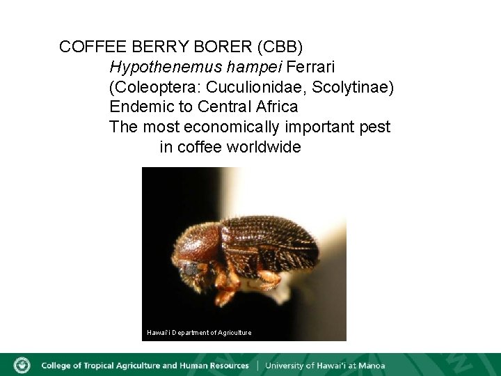 COFFEE BERRY BORER (CBB) Hypothenemus hampei Ferrari (Coleoptera: Cuculionidae, Scolytinae) Endemic to Central Africa