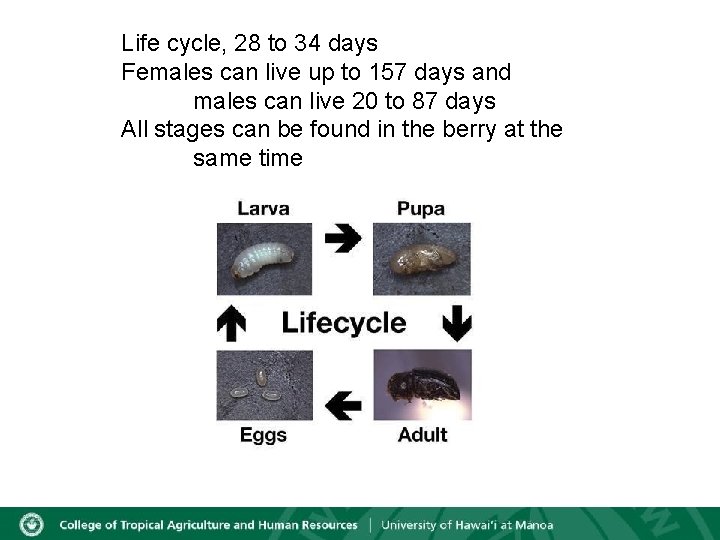 Life cycle, 28 to 34 days Females can live up to 157 days and