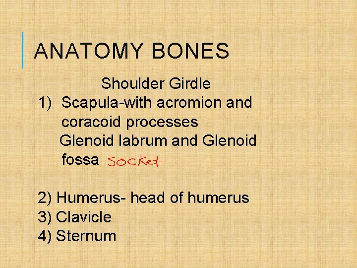 ANATOMY BONES Shoulder Girdle 1) Scapula-with acromion and coracoid processes Glenoid labrum and Glenoid