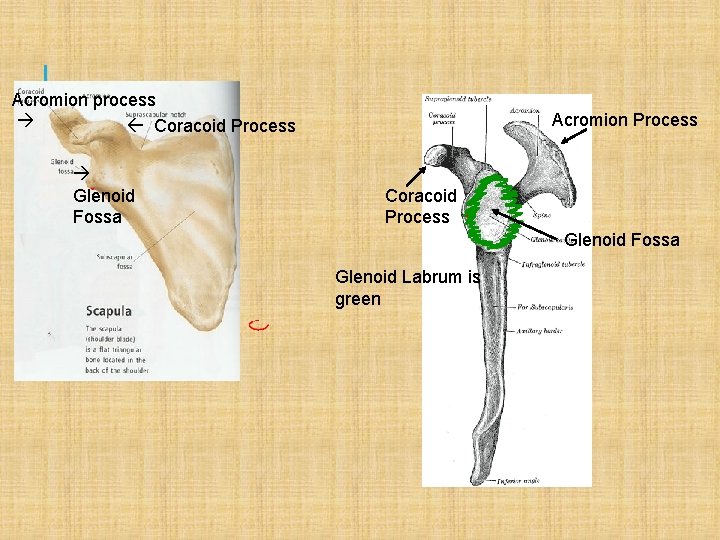 Acromion process Coracoid Process Glenoid Fossa Acromion Process Coracoid Process Glenoid Fossa Glenoid Labrum