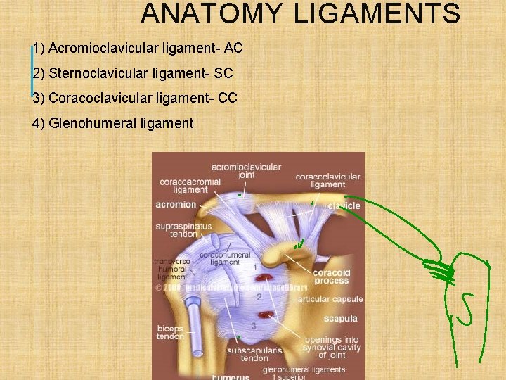 ANATOMY LIGAMENTS 1) Acromioclavicular ligament- AC 2) Sternoclavicular ligament- SC 3) Coracoclavicular ligament- CC