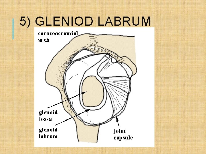 5) GLENIOD LABRUM 