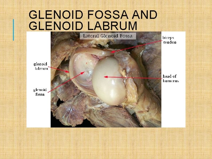 GLENOID FOSSA AND GLENOID LABRUM 