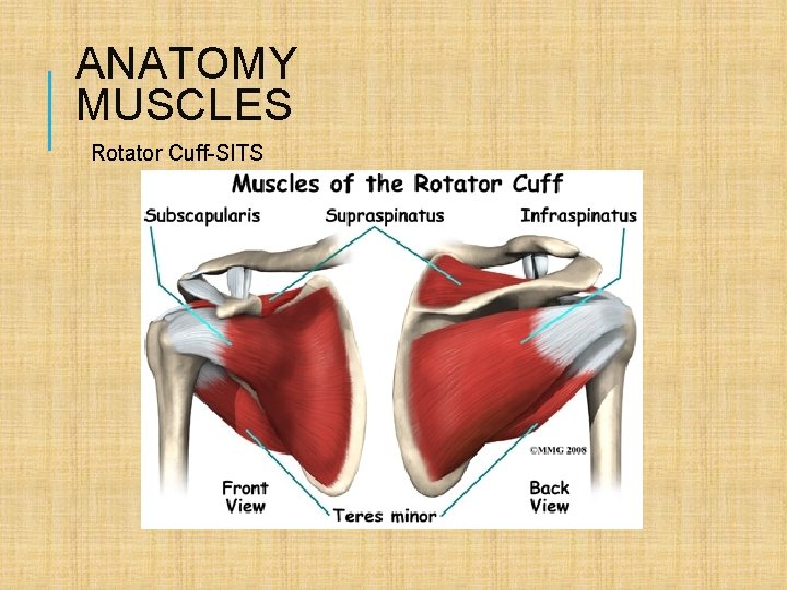 ANATOMY MUSCLES Rotator Cuff-SITS 