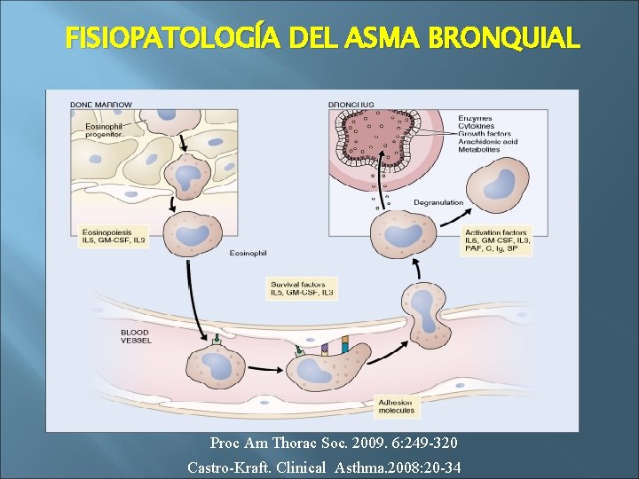FISIOPATOLOGÍA DEL ASMA BRONQUIAL Proc Am Thorac Soc. 2009. 6: 249 -320 Castro-Kraft. Clinical