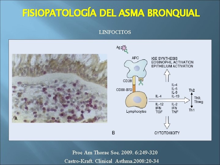 FISIOPATOLOGÍA DEL ASMA BRONQUIAL LINFOCITOS Proc Am Thorac Soc. 2009. 6: 249 -320 Castro-Kraft.