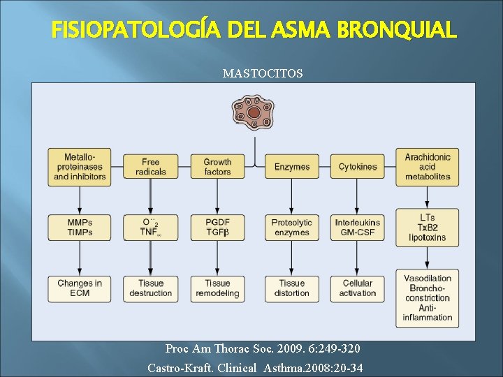 FISIOPATOLOGÍA DEL ASMA BRONQUIAL MASTOCITOS Proc Am Thorac Soc. 2009. 6: 249 -320 Castro-Kraft.