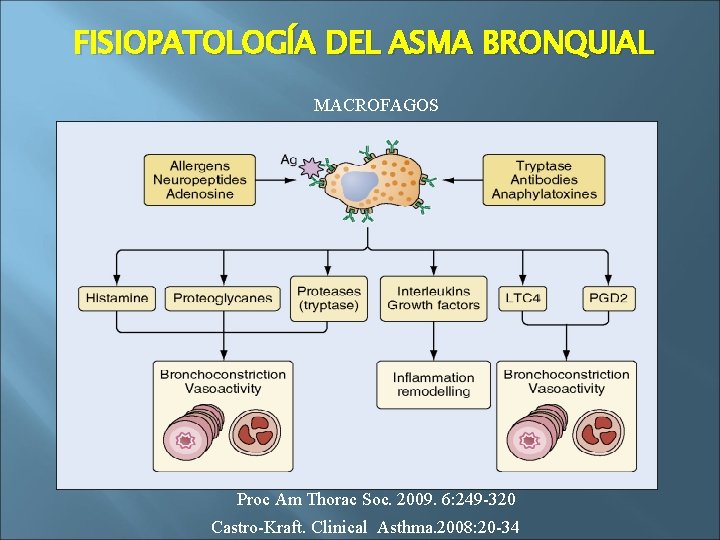 FISIOPATOLOGÍA DEL ASMA BRONQUIAL MACROFAGOS Proc Am Thorac Soc. 2009. 6: 249 -320 Castro-Kraft.