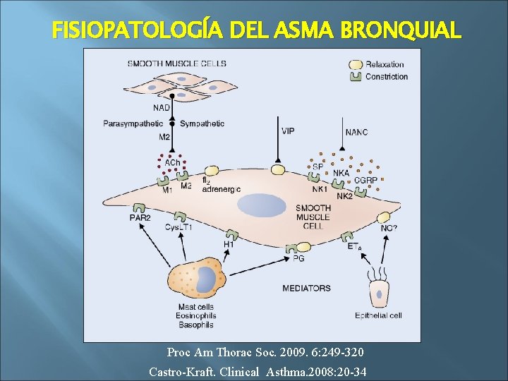 FISIOPATOLOGÍA DEL ASMA BRONQUIAL Proc Am Thorac Soc. 2009. 6: 249 -320 Castro-Kraft. Clinical