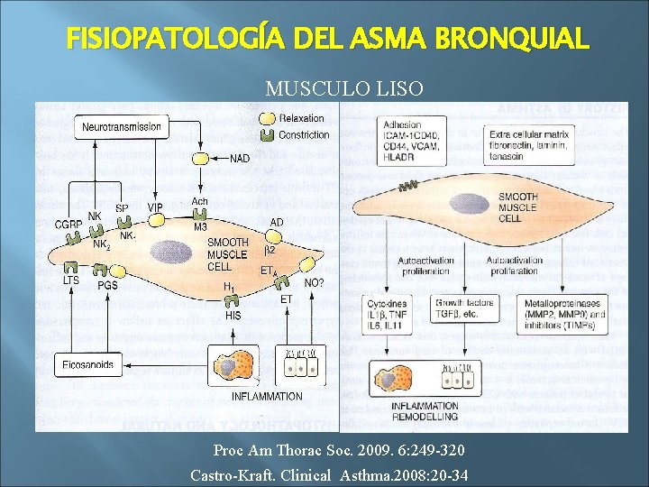 FISIOPATOLOGÍA DEL ASMA BRONQUIAL MUSCULO LISO Proc Am Thorac Soc. 2009. 6: 249 -320