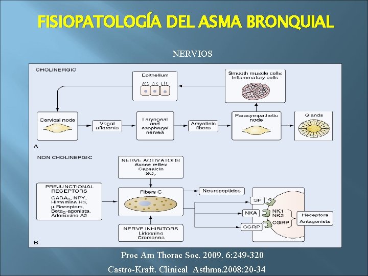 FISIOPATOLOGÍA DEL ASMA BRONQUIAL NERVIOS Proc Am Thorac Soc. 2009. 6: 249 -320 Castro-Kraft.