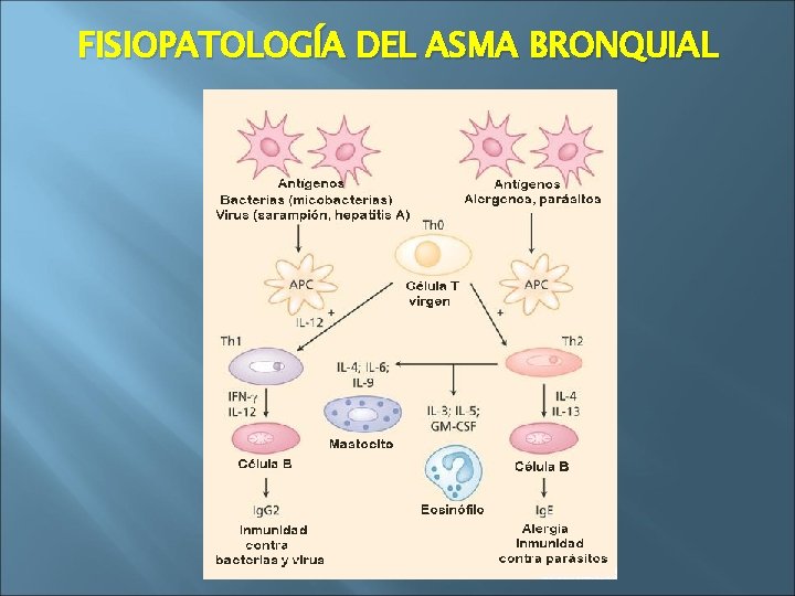 FISIOPATOLOGÍA DEL ASMA BRONQUIAL 