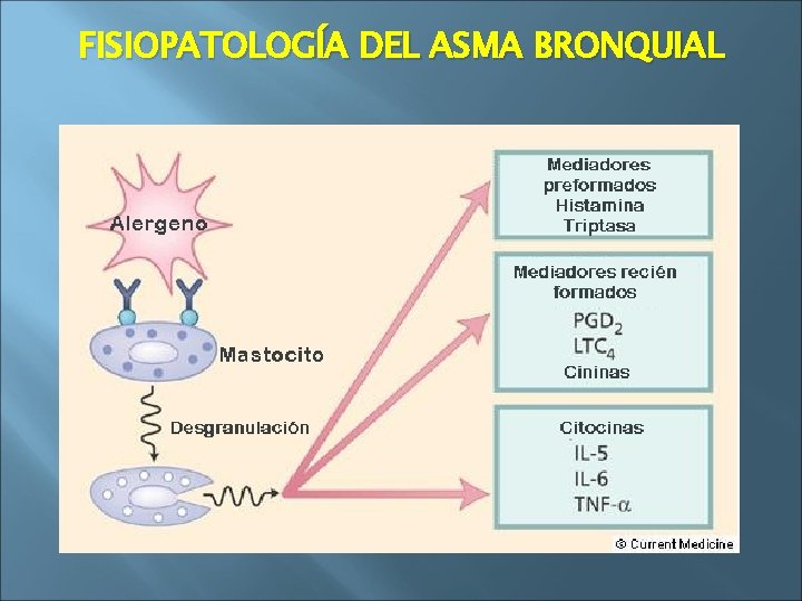 FISIOPATOLOGÍA DEL ASMA BRONQUIAL 